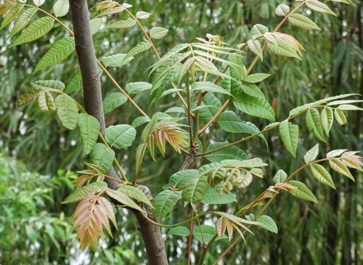 Toona sinensis seed